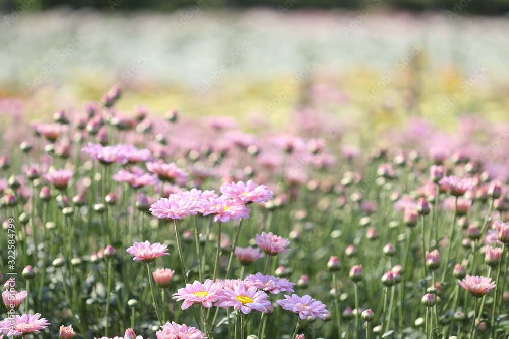 Obraz premium Pink Chrysanthemum flower getting dry under morning sunlight at flower field