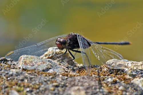 Closeup of dragonfly perched on boulders photo