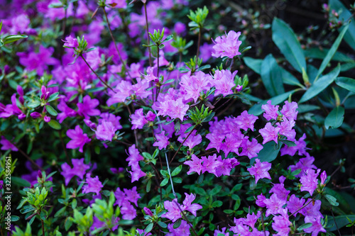 blooming rhododendron outdood/spring background