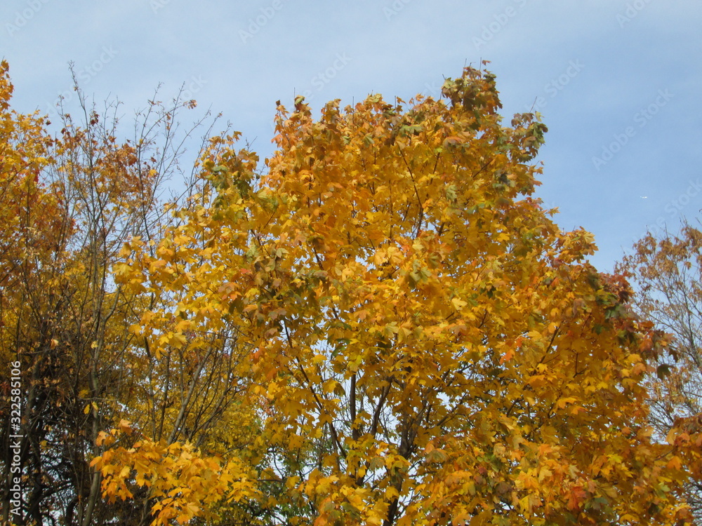 Fototapeta premium autumn in a city park