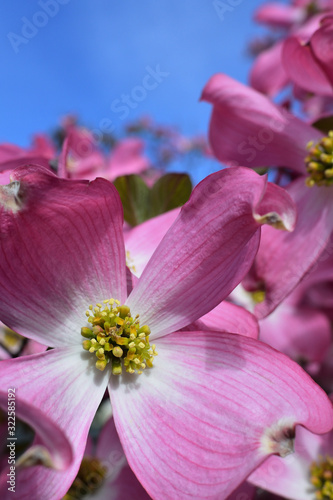 Dogwood  a famous flower in spring