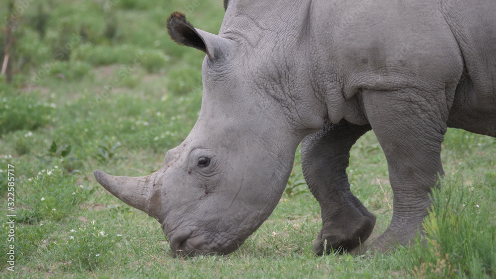 Rhino young grazing at Khama Rhino Sanctuary Rhino young grazing at Khama Rhino Sanctuary