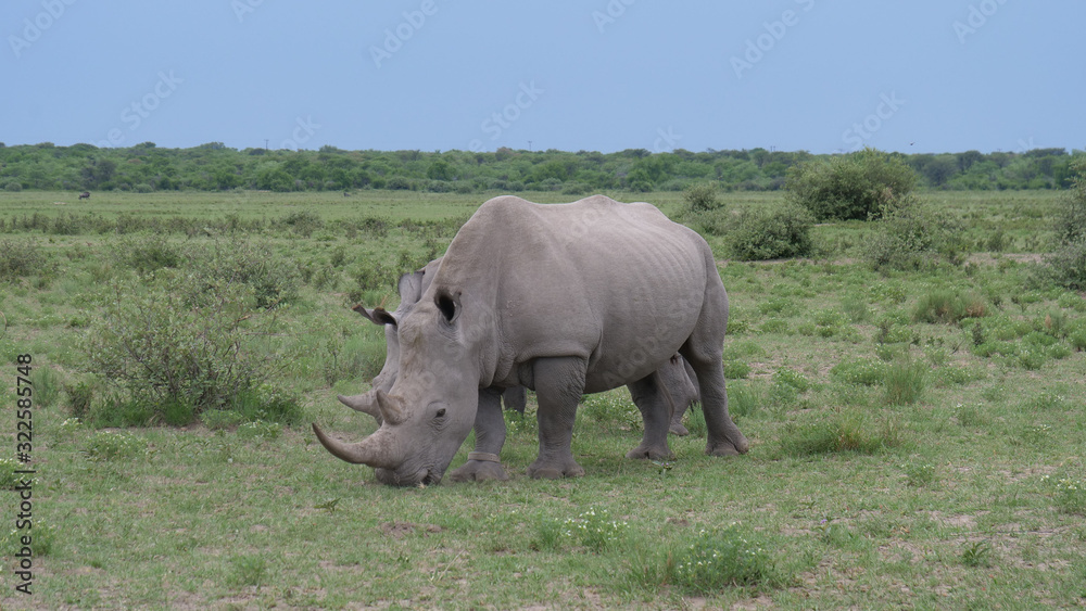Fototapeta premium Rhino mother and young grazing