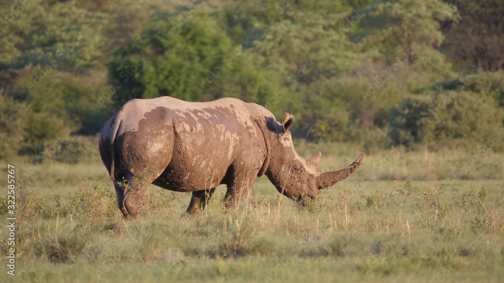 Fototapeta premium Muddy rhino on the savanna