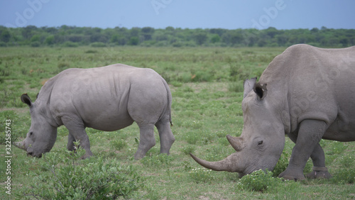 Rhino mother and young grazing