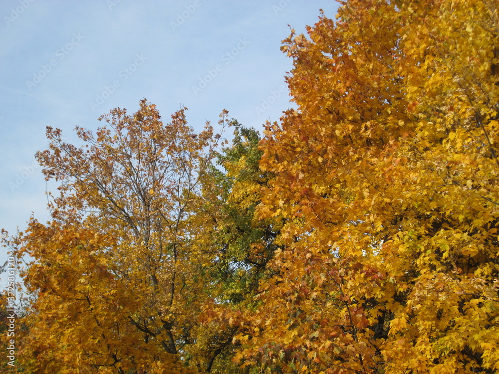 Fototapeta premium autumn in a city park