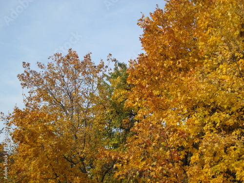 autumn in a city park