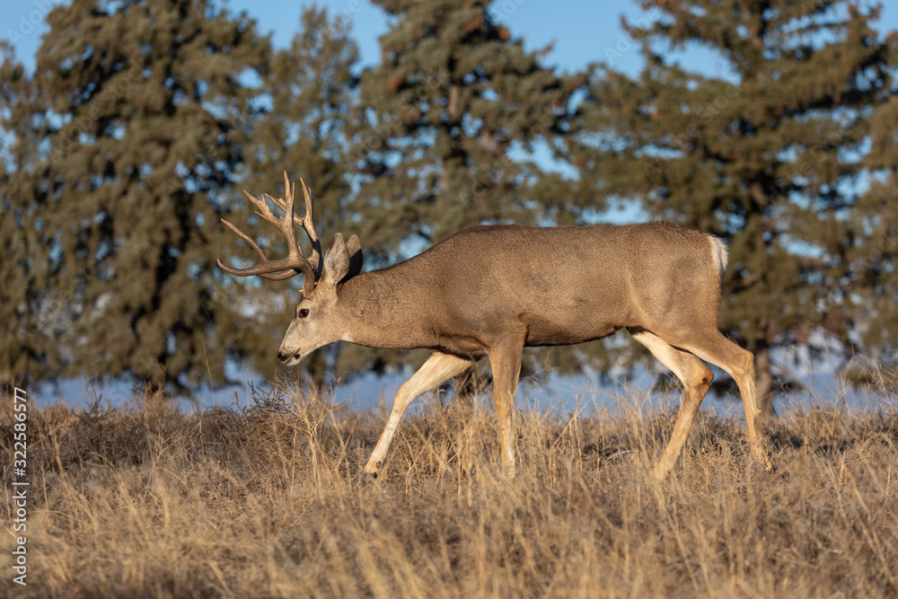 Buck Mule Deer in Fall in Colorado Buck Mule Deer in Fall in Colorado