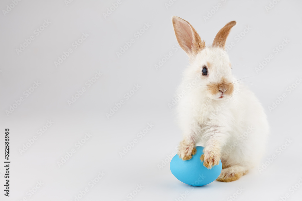 Obraz premium Easter bunny rabbit with blue egg