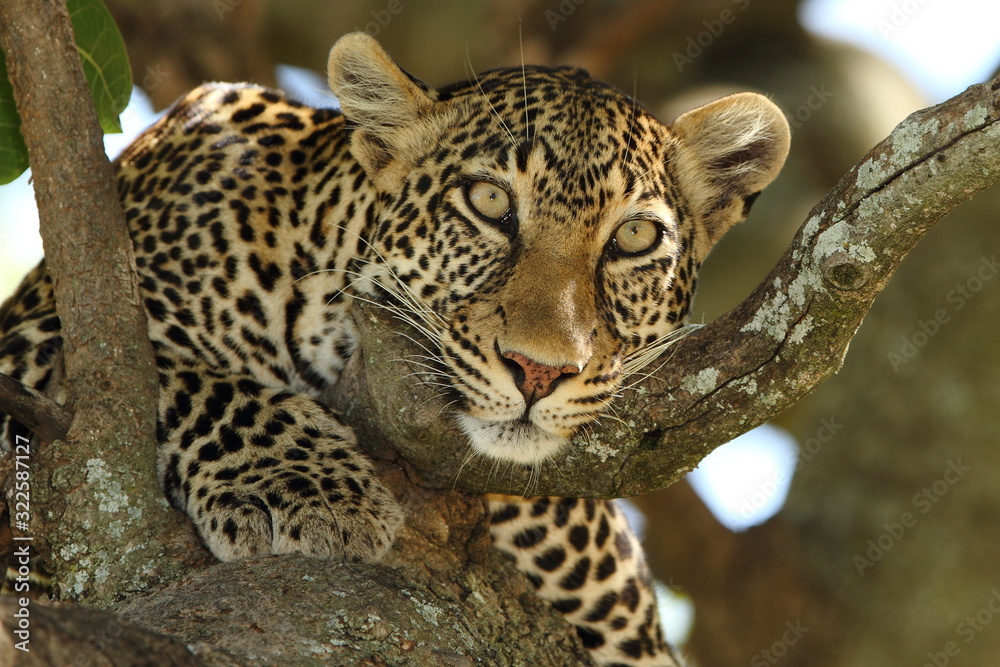 leopard on tree, leopard portrait in the wilderness of Africa leopard on tree, leopard portrait in the wilderness of Africa