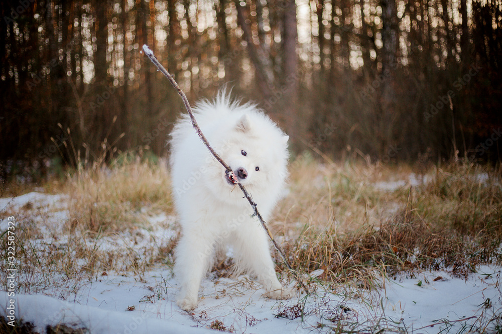 Samoyed dog in winter. Dog running in the snow Samoyed dog in winter. Dog running in the snow