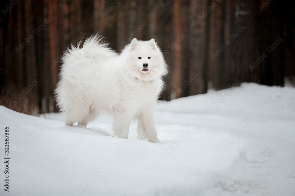Samoyed dog in winter. Dog running in the snow