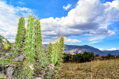 Peru tourism ayacucho sierra peruana tourism  rural city with flora and fauna