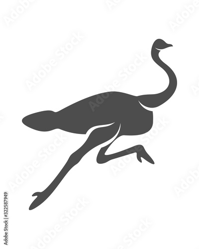 Ostrich logo vector, Animal graphic, Ostrich design Template illustration © shuttersport