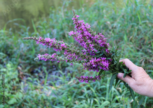 Pink flowers of blooming Purple Loosestrife.Lythrum salicaria, or purple loosestrife, is a flowering plant . Other names include spiked loosestrife and purple lythrum. Healthy and edible. Blurred .