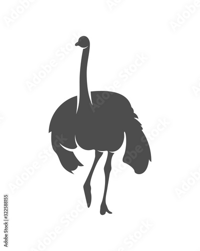 Ostrich logo vector, Animal graphic, Ostrich design Template illustration