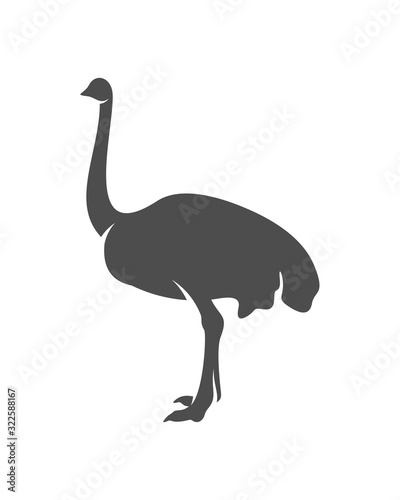 Ostrich logo vector, Animal graphic, Ostrich design Template illustration photo