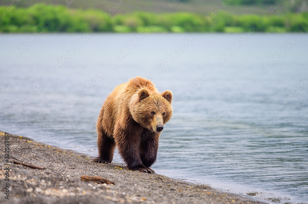 Fototapeta premium Ruling the landscape, brown bears of Kamchatka (Ursus arctos beringianus)