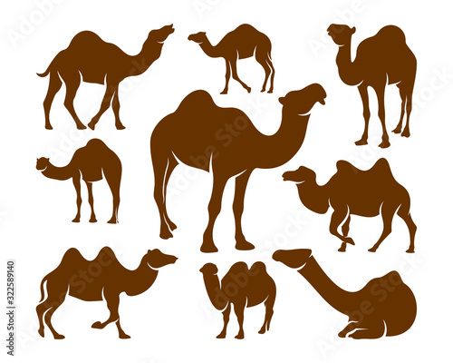 Set of Camel logo vector, Animal graphic, Camel design Template illustration