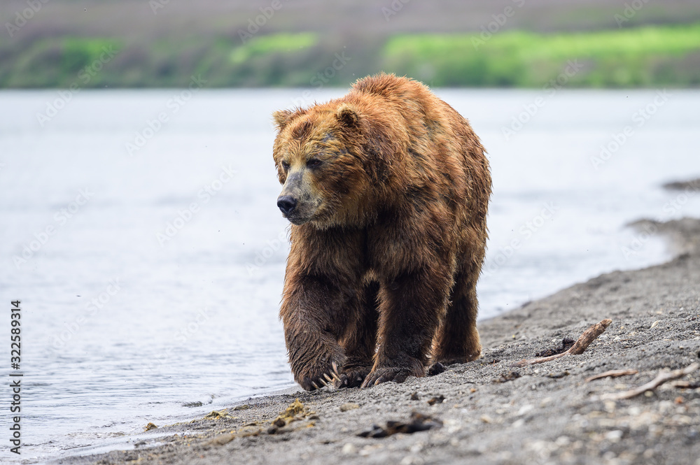 Ruling the landscape, brown bears of Kamchatka (Ursus arctos beringianus) Ruling the landscape, brown bears of Kamchatka (Ursus arctos beringianus)