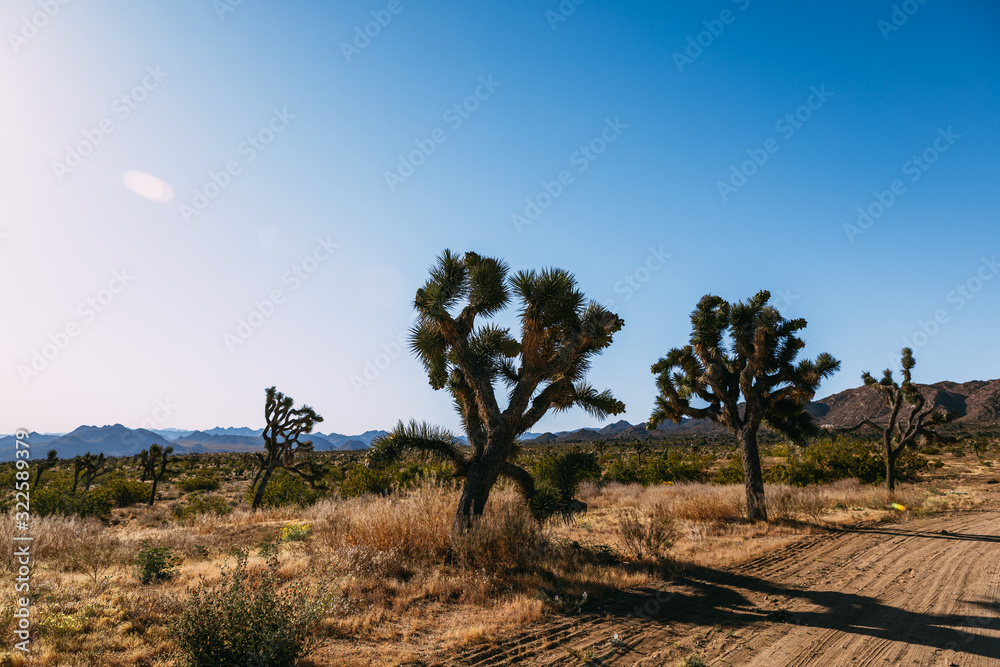 The landscape of national park Joshua Tree, USA. Joshua Tree or Yucca Brevifolia on the photo.