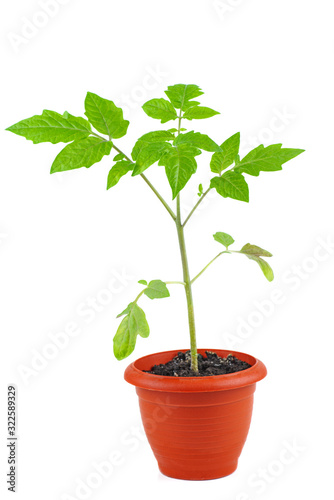 Tomato sprout in brown plastic pot isolated on white background