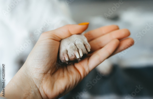 Hand and paw of dog. Closeup view