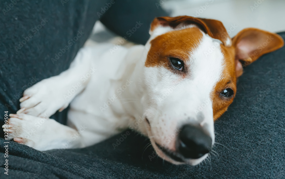 Dog jack russell terrier with half-open eyes in the arms of his owner
