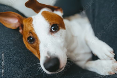 Dog jack russell terrier in the arms of his owner. Selective focus in eyes © Irina84