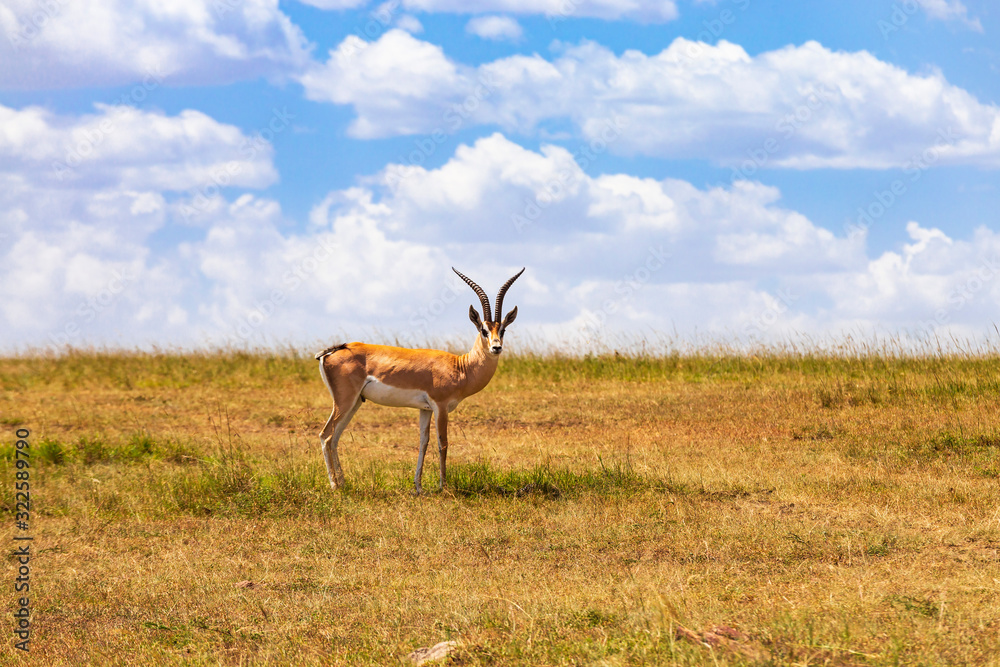 Fototapeta premium Grant's gazelle on the savannah in Masai mara, Kenya