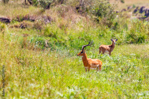 Impala antelope with big horns standing in the green grass