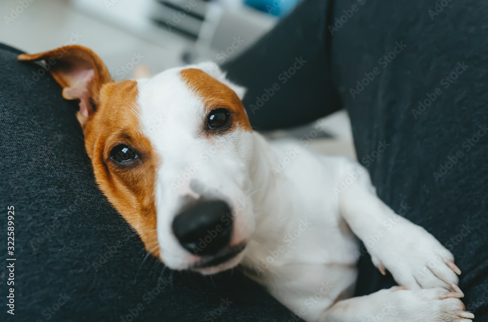Dog jack russell terrier in the arms of his owner
