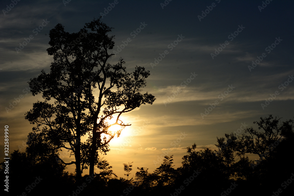 Naklejka premium silhouette tree over sunset background.