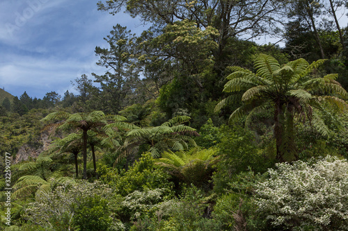 Karangahake gorge New Zealand. Forest and ferntrees