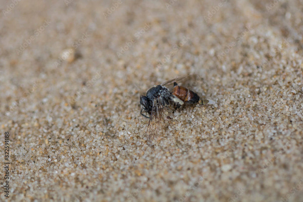 This bee died in the sandnear the shore