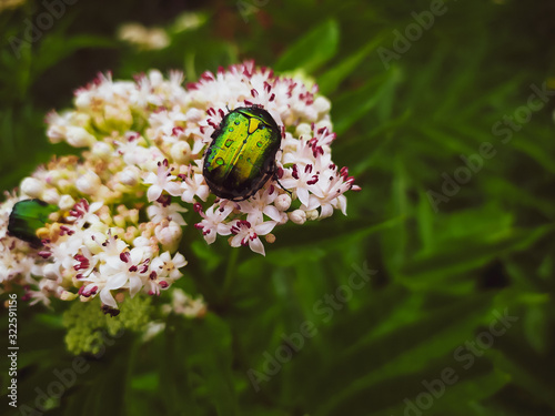 butterfly on flower