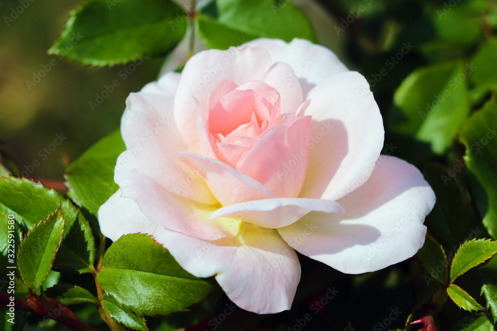 Beautiful bright roses in the garden on a clear sunny day. Beautiful bright roses in the garden on a clear sunny day.