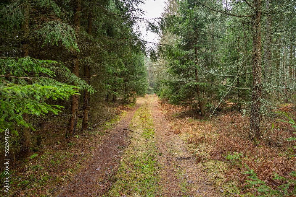 Forrest - Forest Knyszyn (Poland) - Taiga forest Forrest - Forest Knyszyn (Poland) - Taiga forest