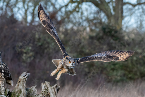 Eurasian Eagle Owl (Bubo bubo) flying over a meadow in Gloucestershire, UK 
