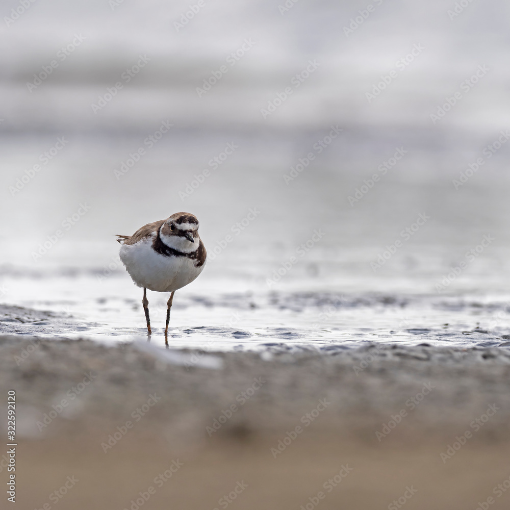 The common ringed plover or ringed plover (Charadrius hiaticula) is a small plover that breeds in Arctic Eurasia. The common ringed plover or ringed plover (Charadrius hiaticula) is a small plover that breeds in Arctic Eurasia.