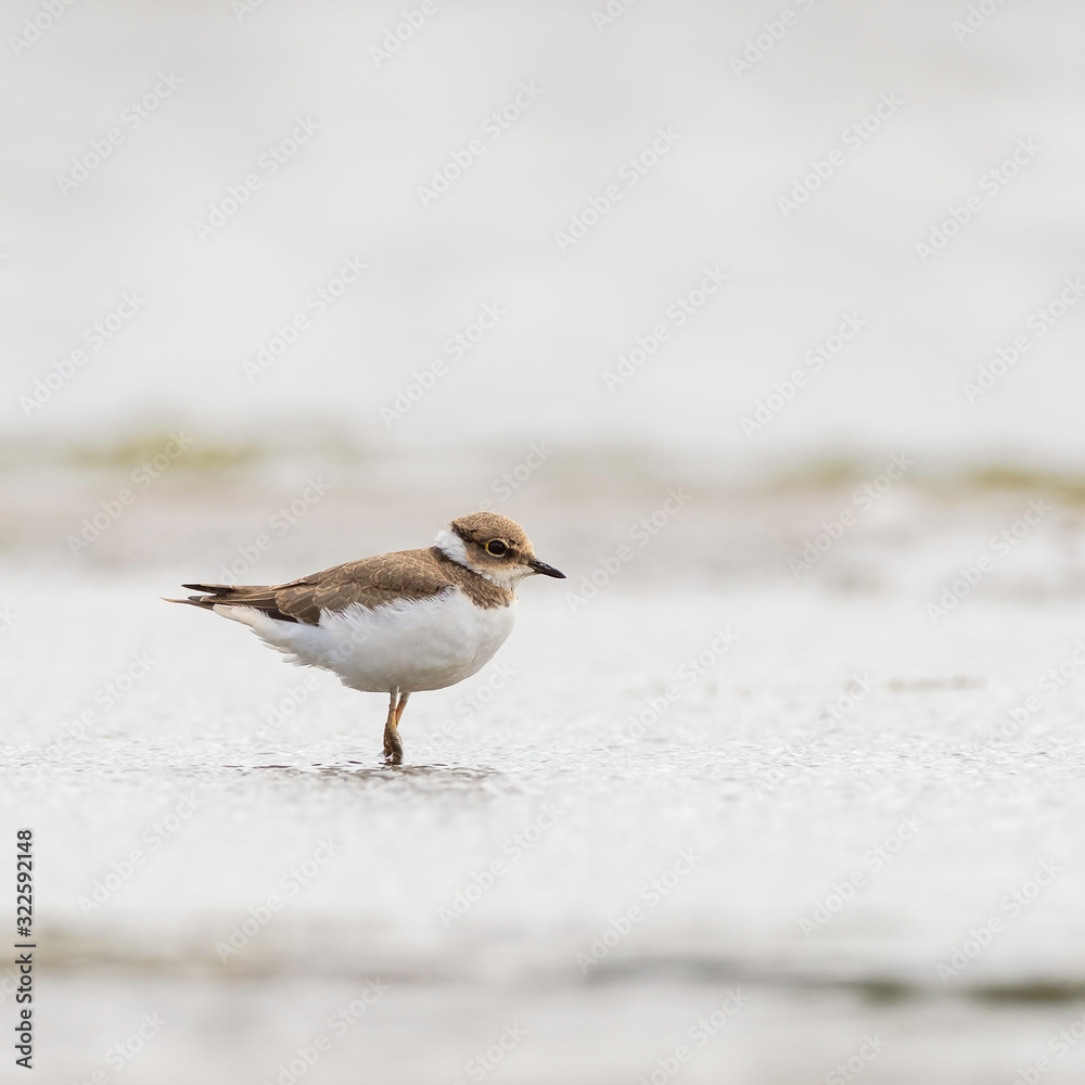 The common ringed plover or ringed plover (Charadrius hiaticula) is a small plover that breeds in Arctic Eurasia. The common ringed plover or ringed plover (Charadrius hiaticula) is a small plover that breeds in Arctic Eurasia.