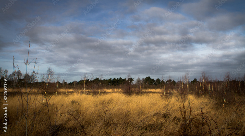 Fototapeta premium sunset in forest