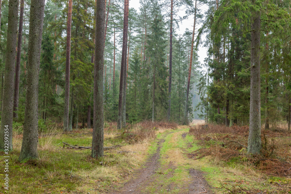 Forrest - Forest Knyszyn (Poland) - Taiga forest