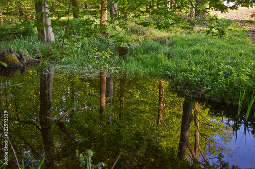 teich garten wild