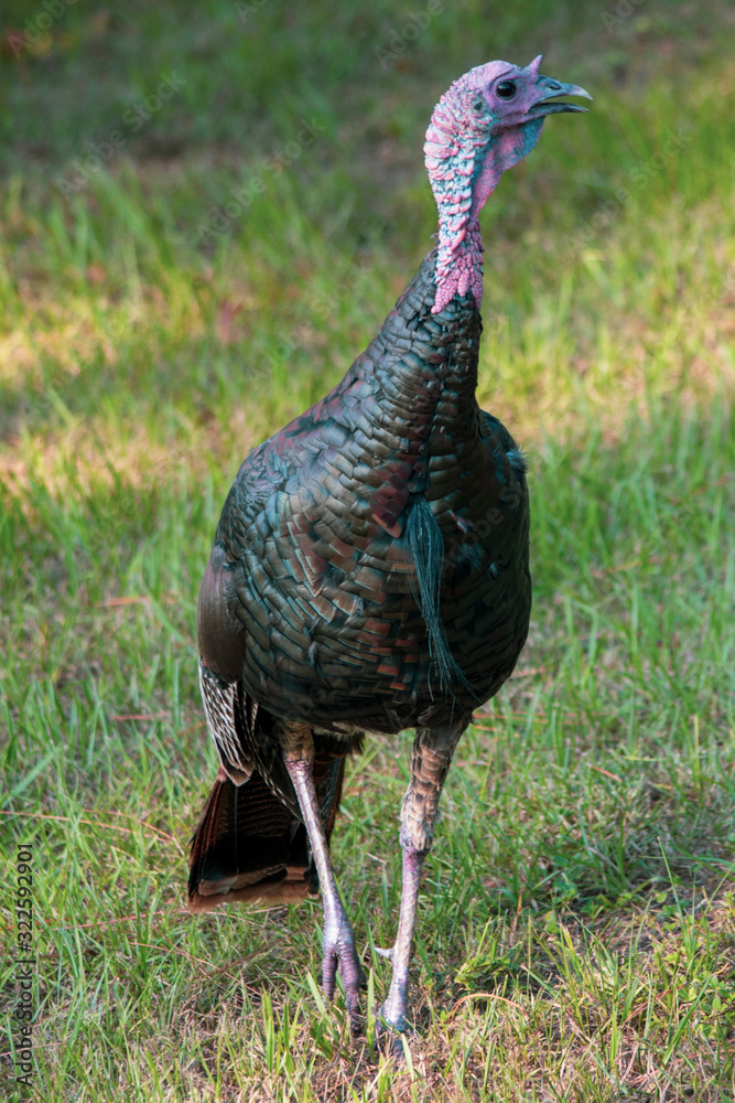Fototapeta premium Turkeys in the grass 3