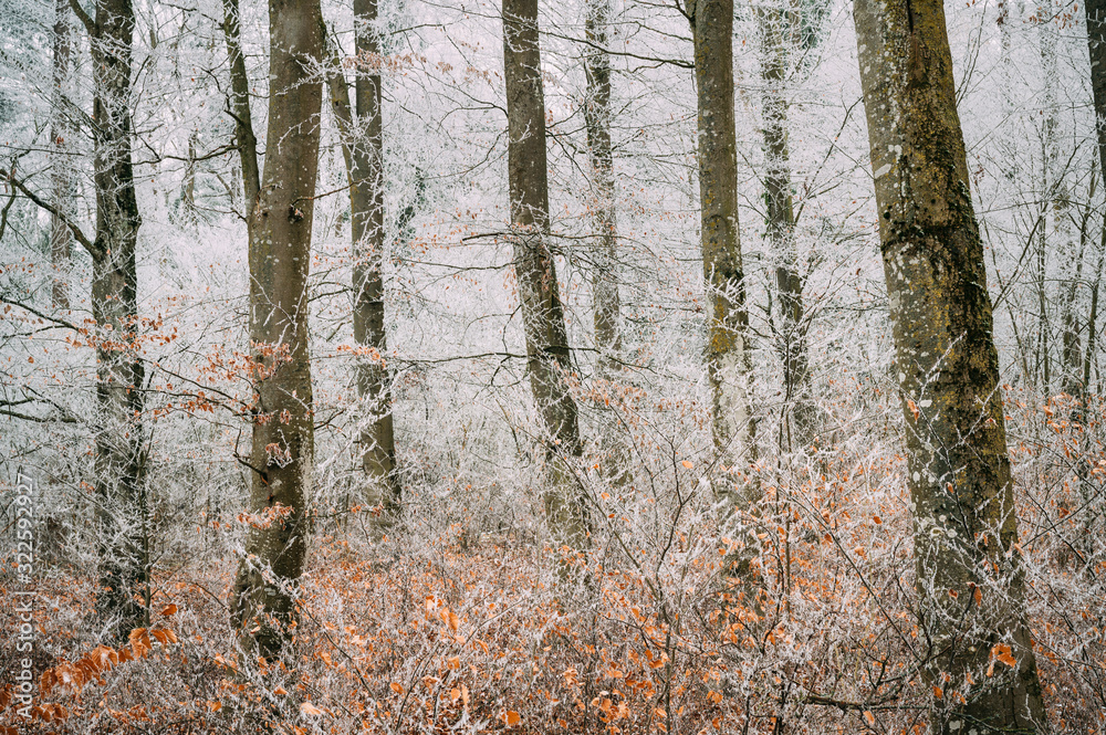 Fototapeta premium Winterwald, mit Rauhreif bedeckte Bäume