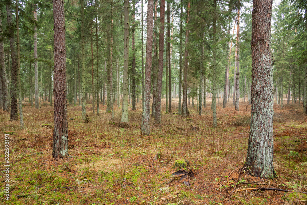 Forrest - Forest Knyszyn (Poland) - Taiga forest Forrest - Forest Knyszyn (Poland) - Taiga forest