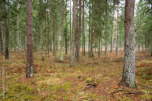Fototapeta Naklejka Na Ścianę i Meble -  Forrest - Forest Knyszyn (Poland) - Taiga forest