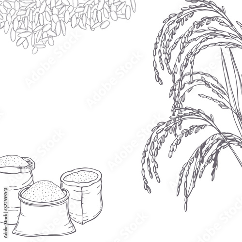 Hand drawn rice. Vector  background. Sketch  illustration.