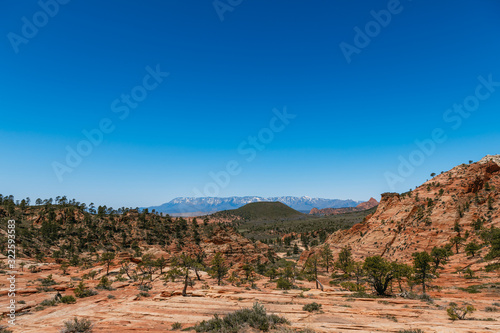 Awesome landscape of hoodoo and trees, Zion National Park - Image. Blue sky, bright colors.